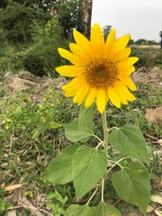 sunflower in the garden