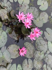 pink water lilies