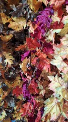 Creeper plant background with silk and plastic material.