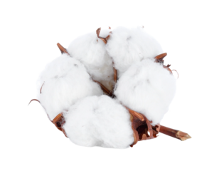 Cotton on Transparent background - White boll of Soft Cotton for Product Placement - Soft, Clean and Fresh Marketing Visuals - Cotton Flower Isolated