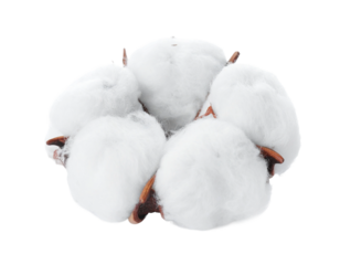 Cotton on Transparent background - White boll of Soft Cotton for Product Placement - Soft, Clean and Fresh Marketing Visuals - Cotton Flower Isolated