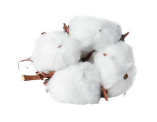 Cotton on Transparent background - White boll of Soft Cotton for Product Placement - Soft, Clean and Fresh Marketing Visuals - Cotton Flower Isolated