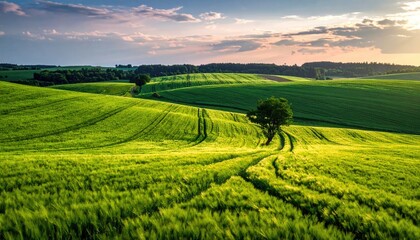 Lush Green Field at Sunset with Rolling Hills and Warm Light Under a Cloudy Sky in the Countryside