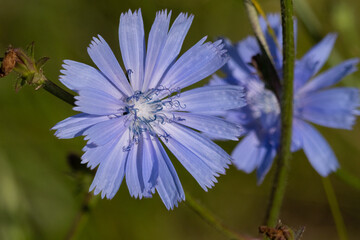 bl&uuml;hende Wegwarte