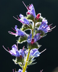 bl&uuml;hender Natternkopf