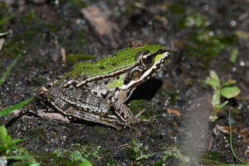 a green frog in the foreground in autumn