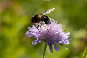 Schwebfliege auf einer lila Blüte © Aloisia