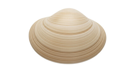 Isolated hard clam shell, seafood, marine life for food, raw shellfish, and edible bivalve mollusk © Marigold