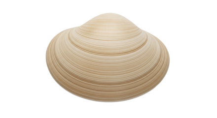 Isolated hard clam shell, seafood, marine life for food, raw shellfish, and edible bivalve mollusk