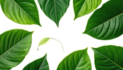 Fototapeta premium Lush Green Leaves Against Clean White Backdrop Natural Still Life