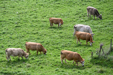 Group of cows grazing peacefully on a green meadow in Uster, with different breeds and colours creating a typical rural Swiss farming scene