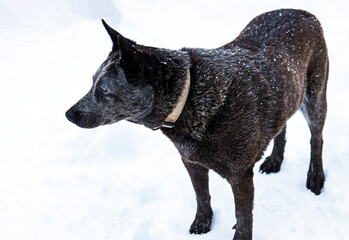 A beautiful blue heeler dog stands motionless on the snow packed ground with speckles of snowflakes glistening on her dark fur. Bokeh.