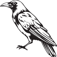 The Raven Bird. Hand drawn vector illustration