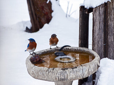 Two eastern bluebirds stand on the heatedcement bird bath on a cold Missouri day with snow covered backdrop and a rustic wooden fence on the side. Bokeh.
