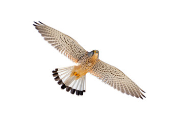Fototapeta premium bird