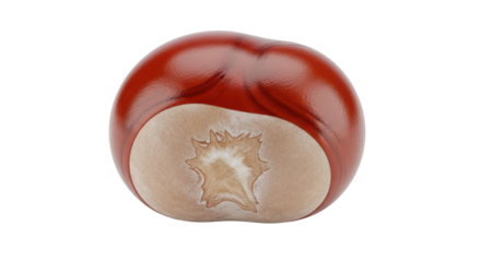 Isolated Horse Chestnut seed, conker in autumn season, colorful seasonal fruit nature