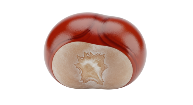 Isolated Horse Chestnut seed, conker in autumn season, colorful seasonal fruit nature