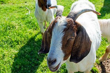An up close and personal look at the detail and character of a Nubian goat face identified by her large long floppy ears and roman nose. Bokeh.