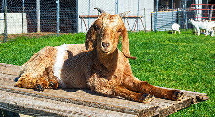 A tan colored goat finds an old wooden picnic table and seems to claim it as her own for a peaceful rest in the Missouri pasture. Bokeh.