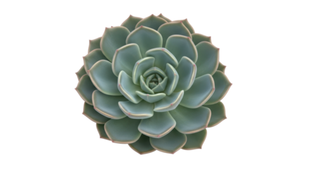 Isolated Echeveria elegans succulent rosette, evergreen succulent plant of Crassulaceae