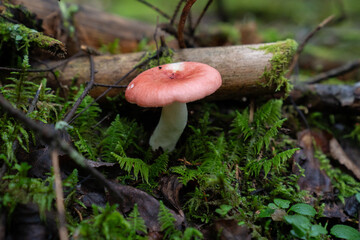 Fungi kingdom, macro photography of mushroom and mycelium in a forest 