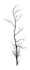 Bare tree branch with thin, irregularly spaced twigs extending outward, slender, natural form, silhouette. Plants, nature, winter and fall concepts.