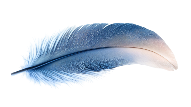 Delicate Blue Feather Floating Gently Against a Clear Backdrop Symbolizing Lightness and Airiness for Design Projects