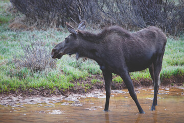 Moose in water