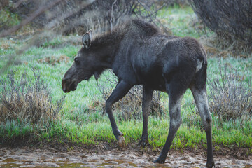 Fototapeta premium Moose walking in the wilderness