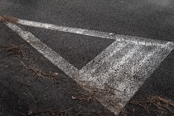 Detail of traffic signal on a street in the city and some pine needles, obligation.