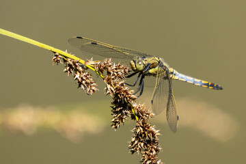 Keiljungfer auf einer Gr&auml;serbl&uuml;te