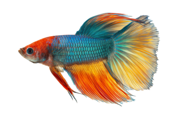 Vibrant Siamese Fighting Fish with Flowing Fins and Scales isolated on a transparent background betta