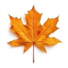 Fototapeta premium Maple leaf photography background isolated.