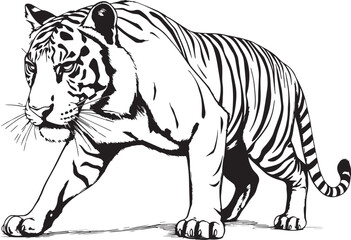 The Wild Tiger. Hand drawn vector illustration