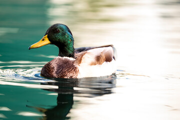 Colorful duck floating still over bright blue lake reflecting in silence