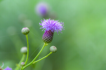 The thistle flower blooming in the field, scientific name: Circium japonicum Fisch. ex DC