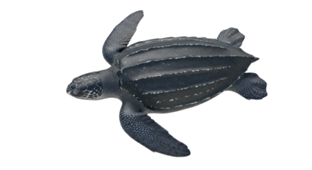 Isolated Leatherback Sea Turtle, Largest of All Living Turtles, Marine Reptile Animal