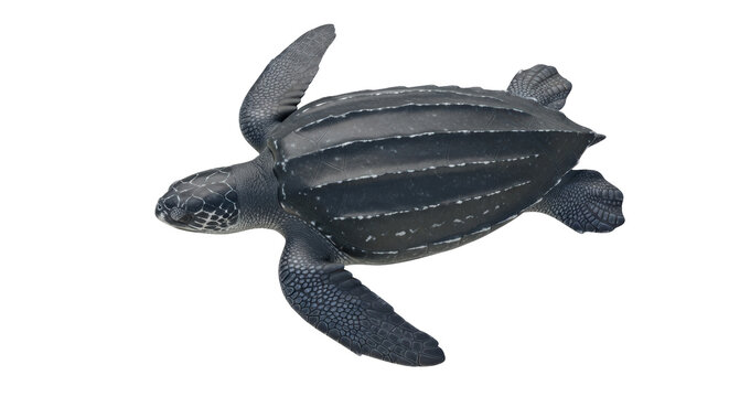 Isolated Leatherback Sea Turtle, Largest of All Living Turtles, Marine Reptile Animal