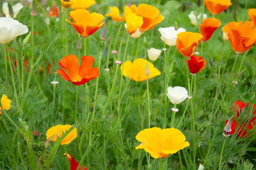 Field of red, white and yellow poppies, California poppies