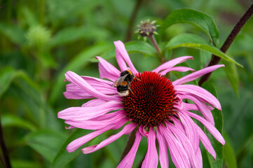 Bumblebee foraging on a Purple Coneflower (echinacea)