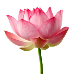 Fototapeta premium Elegant Pink Lotus Flower Blooming Against a White Background Showcasing Delicate Petals and Vibrant Colors