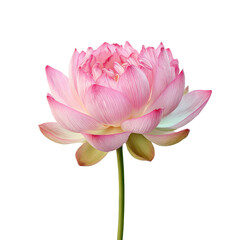 Elegant Pink Lotus Flower with Soft Petals and Vibrant Colors on Isolated Background