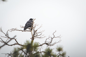 Raven on a Pine Tree