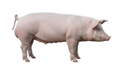 Isolated farm animal sow pig for meat production and food industry animal portrait