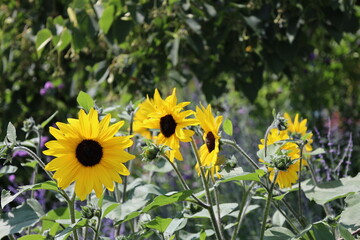 array of bright yellow flowers, many slender petals, dark brown center in summer sun (close-up)