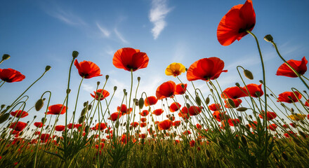 Vibrant red poppies sway gently in a sun-drenched field under a clear blue sky, creating a stunning, natural spectacle of summer beauty and tranquility