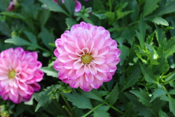 Obraz premium lone purple, mauve, pink, white blossom (close-up, macro)