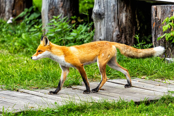 A fox in the countryside
