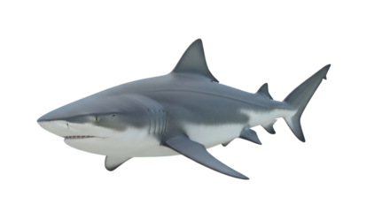 Isolated oceanic predator posing on its own predatory great white shark, Carcharodon carcharias
