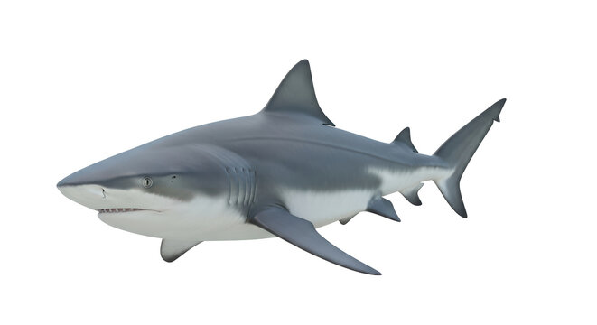 Isolated oceanic predator posing on its own predatory great white shark, Carcharodon carcharias